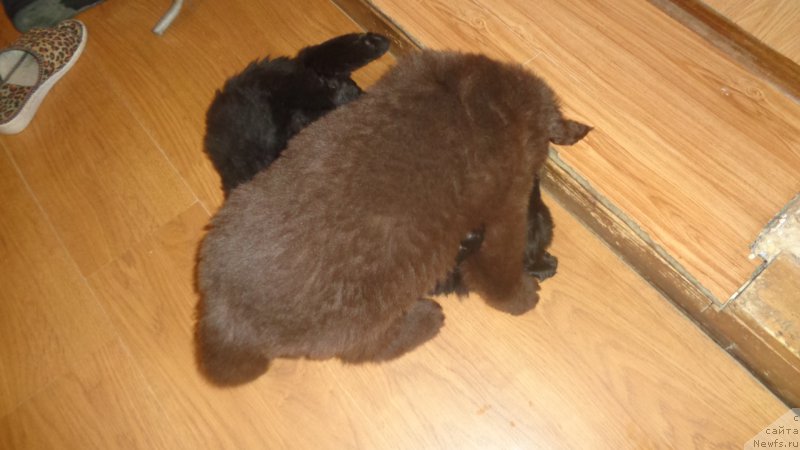 Фото: ньюфаундленд Anfisa Zvezda Parmyi (Анфиса Звезда Пармы), ньюфаундленд A I Super Premium (А Я Супер Премиум)