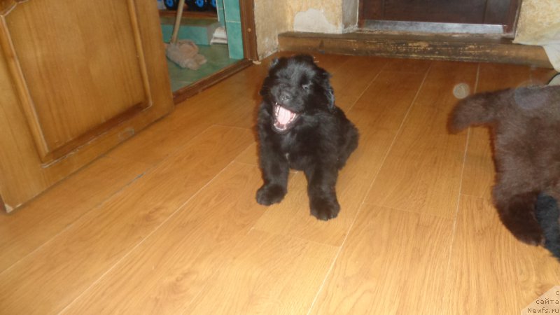 Фото: ньюфаундленд Anariyel' Luchik Udachi (Анариэль Лучик Удачи)