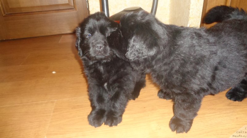 Фото: ньюфаундленд Anariyel' Luchik Udachi (Анариэль Лучик Удачи), ньюфаундленд Anfisa Zvezda Parmyi (Анфиса Звезда Пармы)