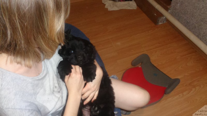 Фото: ньюфаундленд Azaliya Ditya T'myi (Азалия Дитя Тьмы)