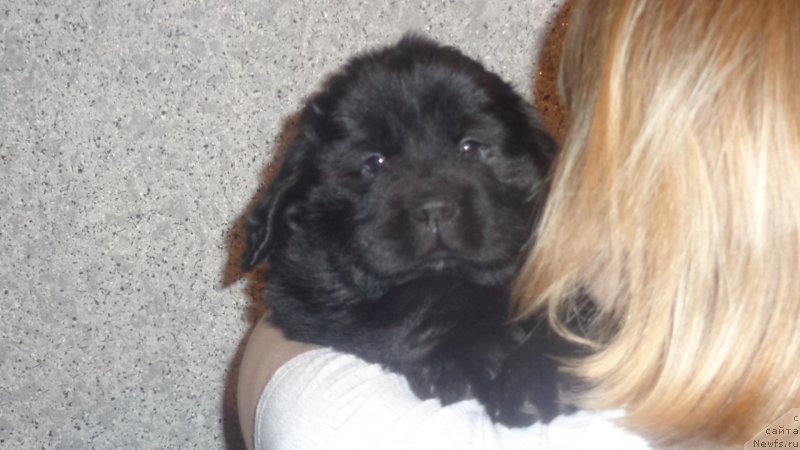 Фото: ньюфаундленд Azaliya Ditya T'myi (Азалия Дитя Тьмы)