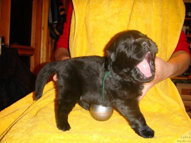 Фото: ньюфаундленд Mag Ispolin Igrunia (Маг Исполин Игрунья)