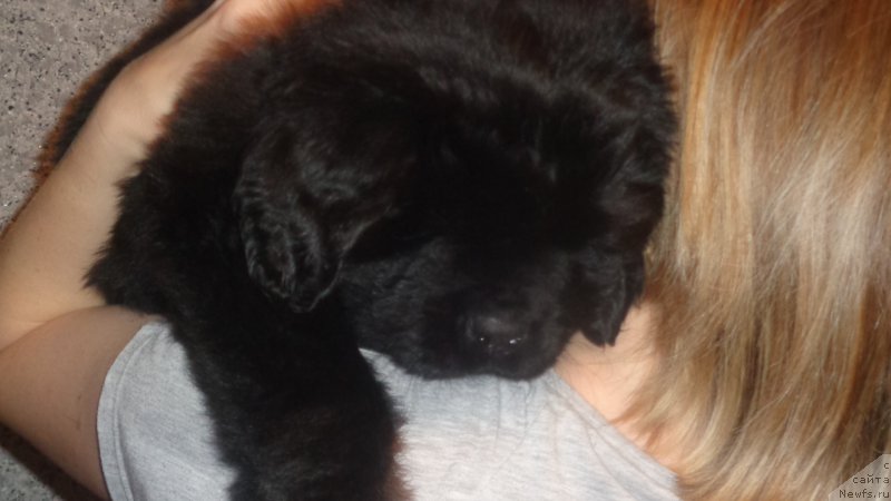 Фото: ньюфаундленд Azaliya Ditya T'myi (Азалия Дитя Тьмы)