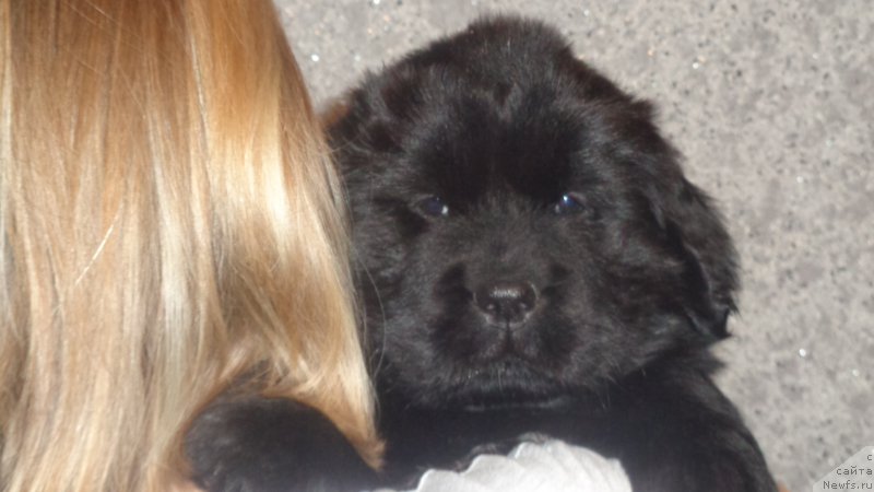 Фото: ньюфаундленд Anariyel' Luchik Udachi (Анариэль Лучик Удачи)