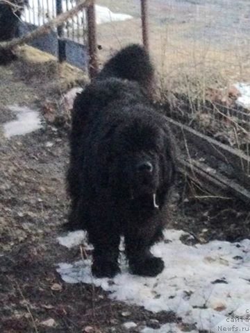 Фото: ньюфаундленд Aleks Huggi Bear Tika (Алекс Хугги Беар Тика)