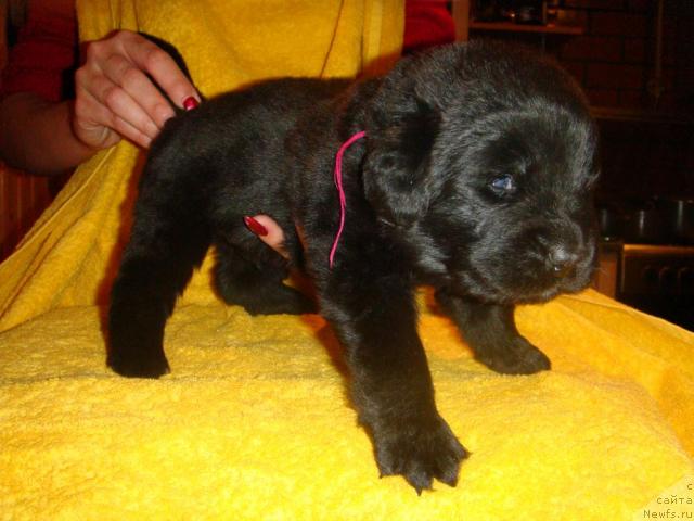 Фото: ньюфаундленд Mag Ispolin Igrunia (Маг Исполин Игрунья)