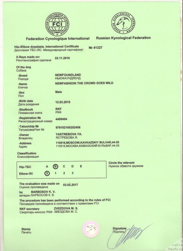 Фото: ньюфаундленд Newfashion The Crowd Goes Wild