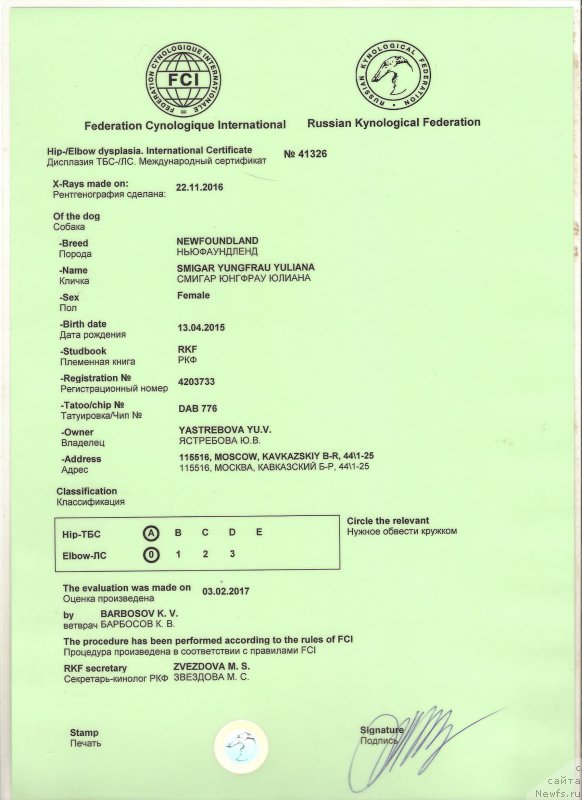 Фото: ньюфаундленд Smigar Yungfrau Yuliana (Смигар Юнгфрау Юлиана)