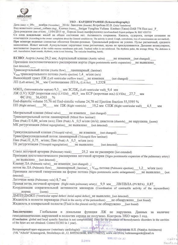 Фото: ньюфаундленд Smigar Yungfrau Yuliana (Смигар Юнгфрау Юлиана)