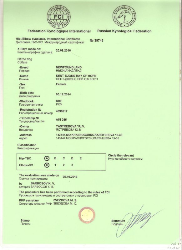 Фото: ньюфаундленд Sent Djons Ray of Hope (Сент Джонс Рей оф Хоуп)