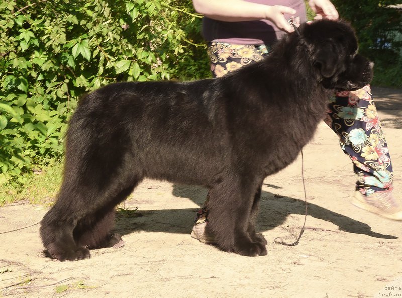 Фото: ньюфаундленд Sent Djons Ray of Hope (Сент Джонс Рей оф Хоуп)