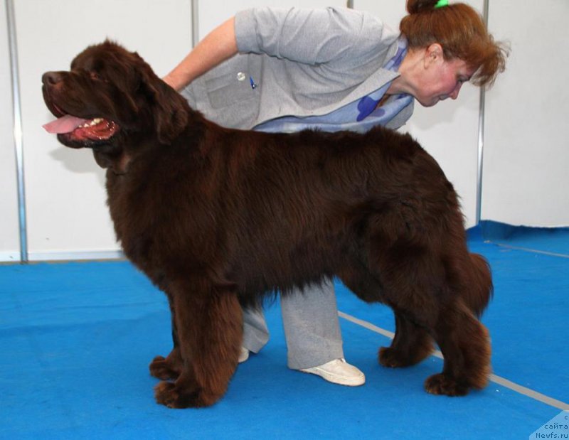 Фото: ньюфаундленд Plushevaya Panda Gentleman Only (Плюшевая Панда Гентлеман Онлу)