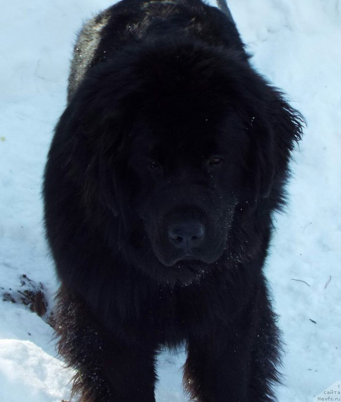 Фото: ньюфаундленд Braunblad MSK Berta Lenora (Браунблад МСК Берта Ленора)