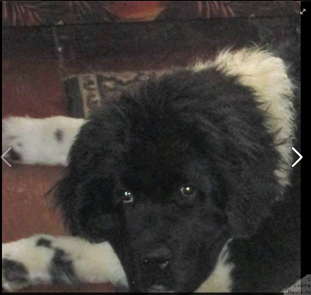 Фото: ньюфаундленд Voshititel'naya Djannet Kit (Восхитительная Джаннет Кит)