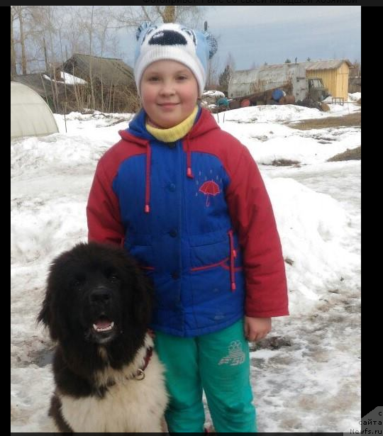 Фото: ньюфаундленд Vir Frant Syurprayz (Вир Франт Сюрпрайз)