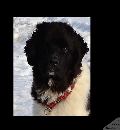 Фото: ньюфаундленд Vir Frant Syurprayz (Вир Франт Сюрпрайз)