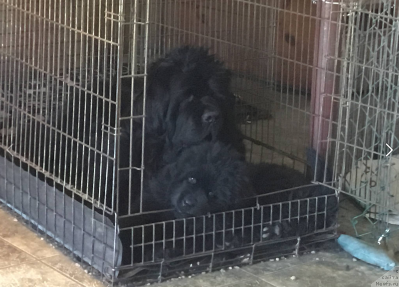 Фото: ньюфаундленд Sun Valleys Miss Congeniality