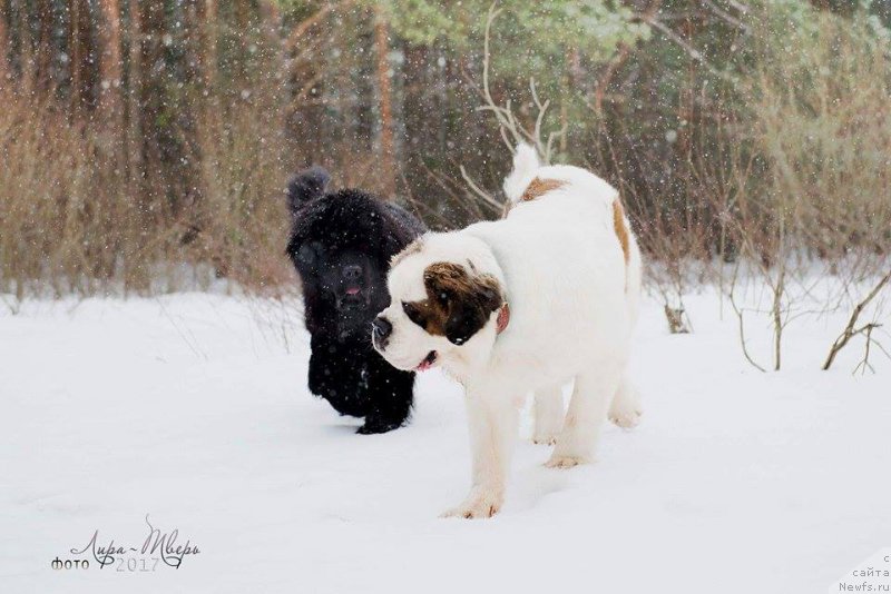 Фотография № 222473