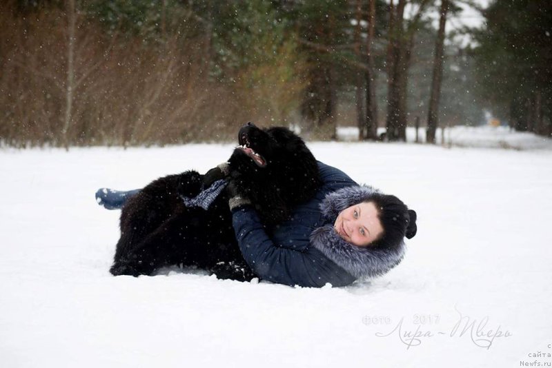 Фото: ньюфаундленд S'Nezhnaya Vjuga VIP Spirit (С'Нежная Вьюга ВИП Спирит)
