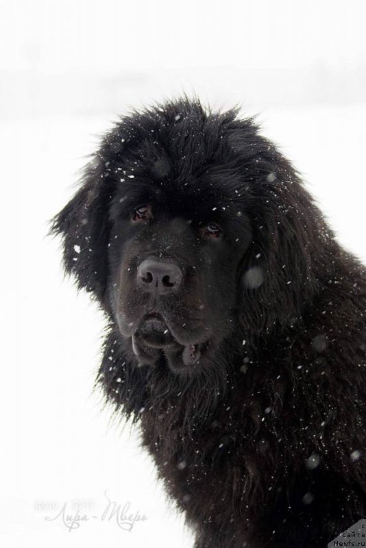 Фотография № 222480