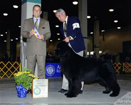 Фото: ньюфаундленд Bowaters Dark Legend