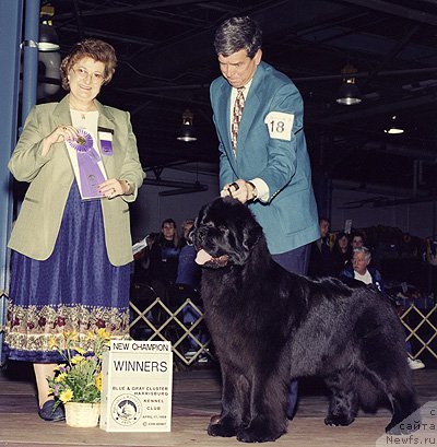Фото: ньюфаундленд Pouch Cove's Antares Underfoot