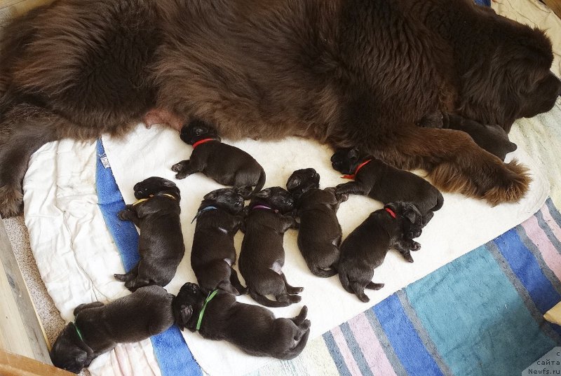 Фото: ньюфаундленд Naomi Tagoliri for Brouwnblood (Наоми Таголири фор Браунблад)