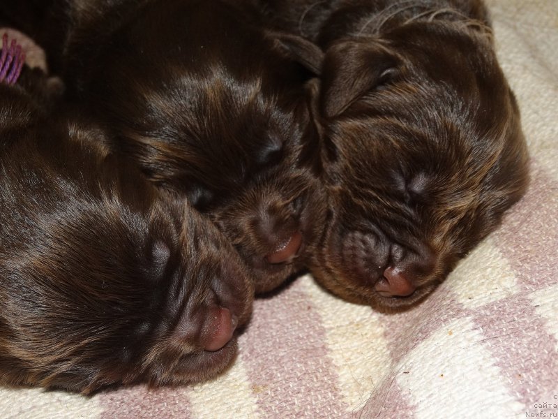 Фото: ньюфаундленд Naomi Tagoliri for Brouwnblood (Наоми Таголири фор Браунблад)