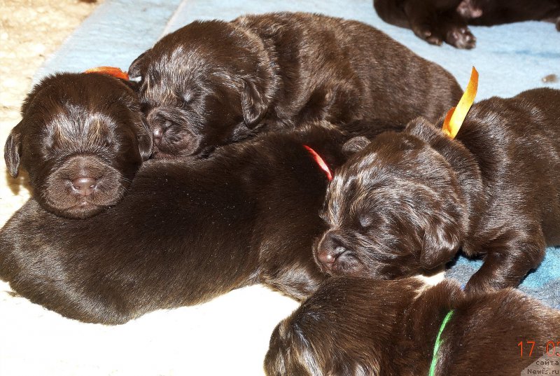 Фото: ньюфаундленд Naomi Tagoliri for Brouwnblood (Наоми Таголири фор Браунблад)