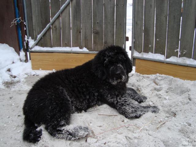 Фото: [p1212]Буран на прогулке.