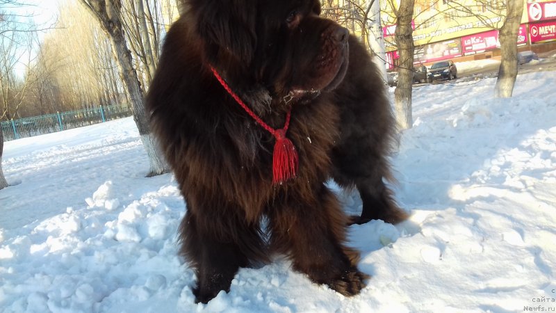 Фото: ньюфаундленд Akvatoriya Kelvin Selebreyshn (Акватория Келвин Селебрейшн)