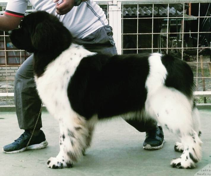 Фото: ньюфаундленд Terra Viktoriya Valentinka (Терра Виктория Валентинка)