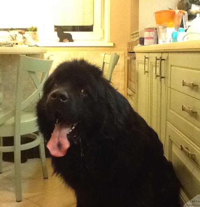 Фото: ньюфаундленд CHarl'z Balu Blek Biar (Чарльз Балу Блек Биар)