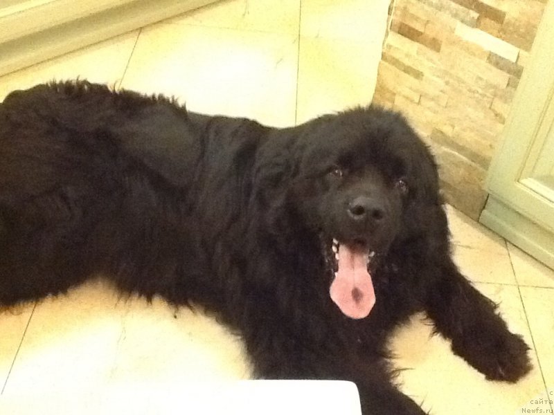 Фото: ньюфаундленд CHarl'z Balu Blek Biar (Чарльз Балу Блек Биар)