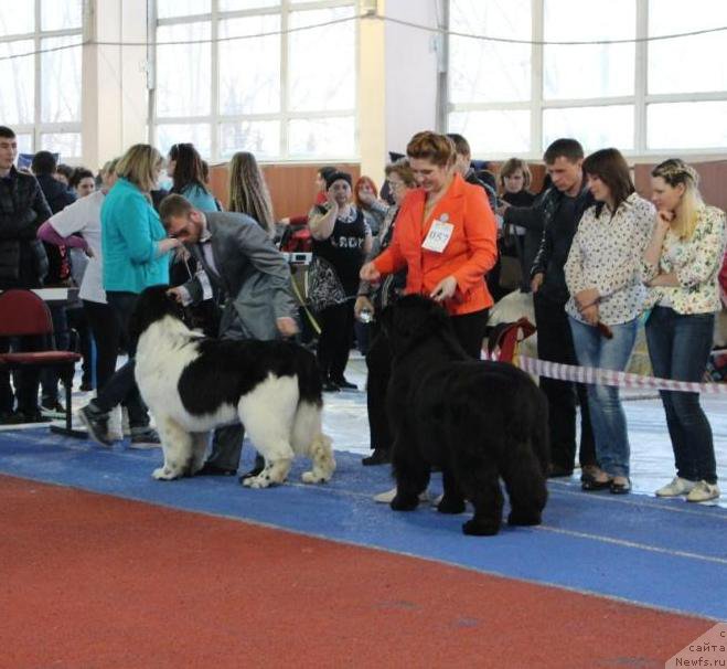 Фото: Irina CHernikova (Ирина Черникова), ньюфаундленд Super Premium Undercover Love (Супер Премиум Ундерковер Лове)