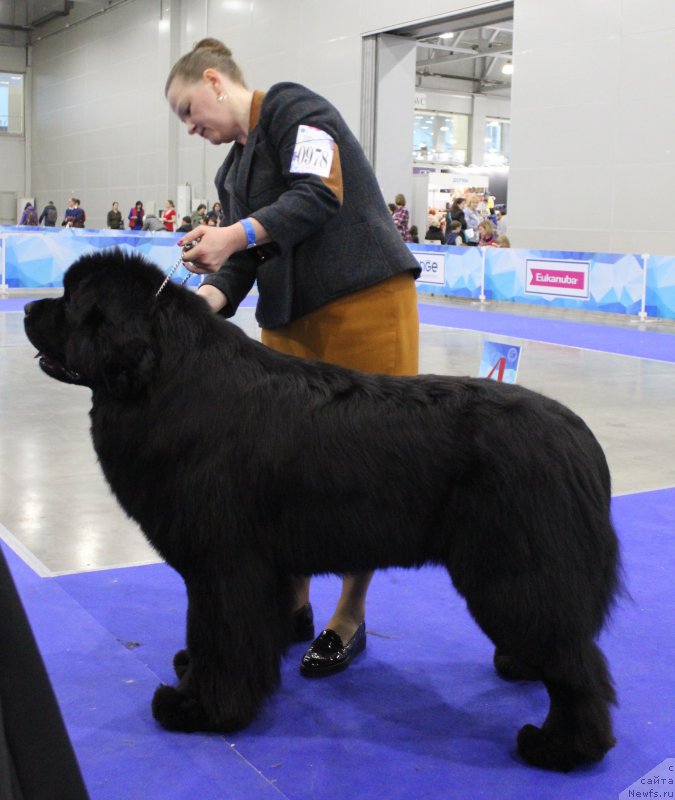 Фото: ньюфаундленд Aquatoriya Kelvin Avanturist (Акватория Келвин Авантюрист)