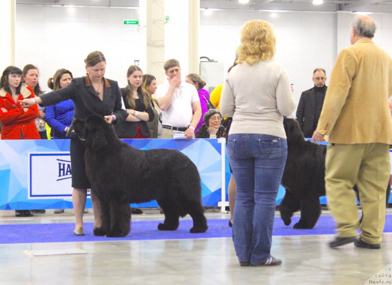Фото: ньюфаундленд Aquatoriya Kelvin Zheneral (Акватория Келвин Женераль)