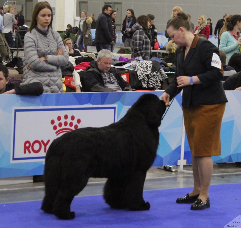 Фото: ньюфаундленд Aquatoriya Kelvin Zhasmin (Акватория Келвин Жасмин)