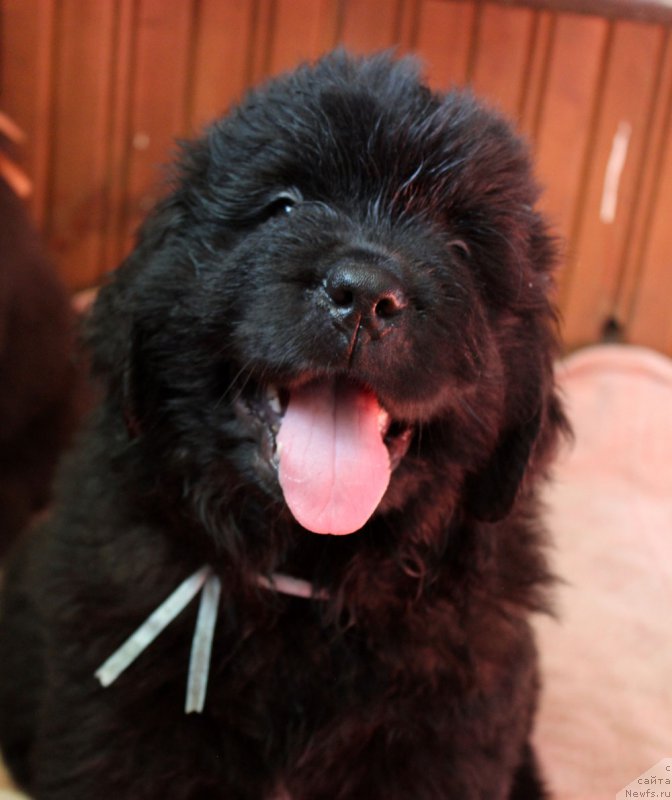 Фото: ньюфаундленд Brownblood MSK Lavy Neman (Браунблад MCК Лави Нэман)