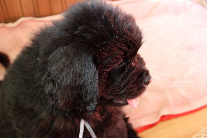 Фото: ньюфаундленд Brownblood MSK Lavy Neman (Браунблад MCК Лави Нэман)