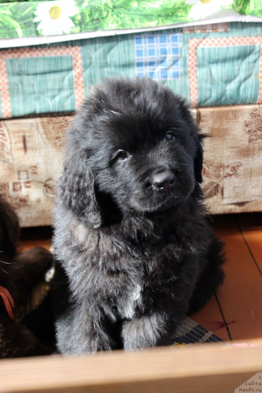 Фото: ньюфаундленд Brownblood MSK Lavy Neman (Браунблад MCК Лави Нэман)