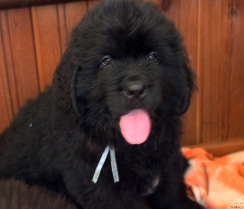 Фото: ньюфаундленд Brownblood MSK Lavy Neman (Браунблад MCК Лави Нэман)