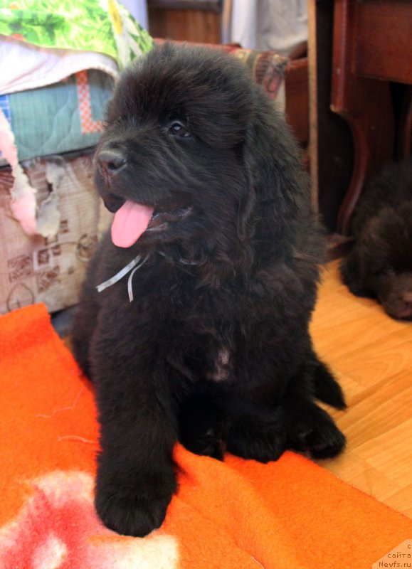 Фото: ньюфаундленд Brownblood MSK Lavy Neman (Браунблад MCК Лави Нэман)