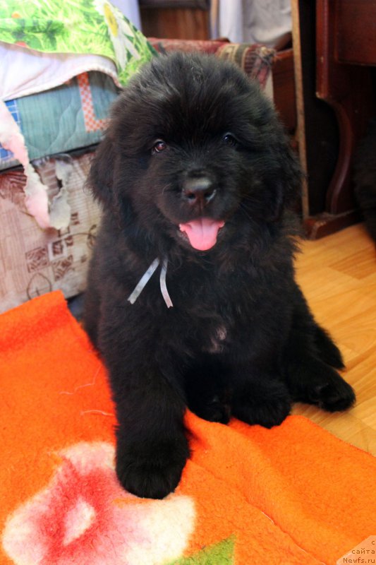 Фото: ньюфаундленд Brownblood MSK Lavy Neman (Браунблад MCК Лави Нэман)