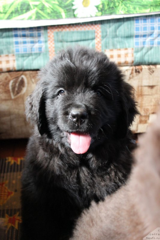Фото: ньюфаундленд Brownblood MSK Lagendary North (Браунблад MCК Лэджендари Норс)