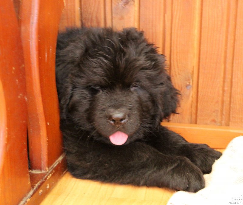 Фото: ньюфаундленд Brownblood MSK Lagendary North (Браунблад MCК Лэджендари Норс)