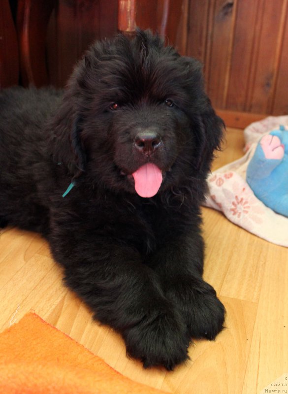 Фото: ньюфаундленд Brownblood MSK Lagendary North (Браунблад MCК Лэджендари Норс)