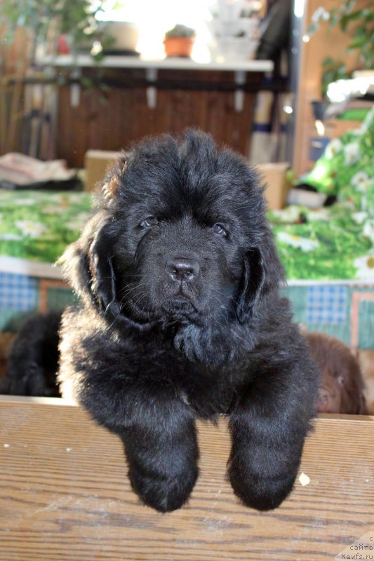 Фото: ньюфаундленд Brownblood MSK Lagendary North (Браунблад MCК Лэджендари Норс)