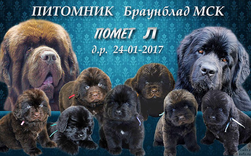 Фото: ньюфаундленд Brownblood MSK Lavy Neman (Браунблад MCК Лави Нэман), ньюфаундленд Brownblood MSK Lagendary North (Браунблад MCК Лэджендари Норс), ньюфаундленд Brownblood MSK Lambert Amir (Браунблад МСК Ламберт Амир), ньюфаундленд Brownblood MSK Lyon Labi-Roni (Браунблад  МСК Лион Лаби-Рони), ньюфаундленд Brownblood MSK Larchie Ardon (Браунблад МСК Ларчи Ардон), ньюфаундленд Brownblood MSK Leya Aiman (Браунблад МСК Лея Айман), ньюфаундленд Brownblood MSK Livona Liba (Браунблад МСК Ливона Либа), ньюфаундленд Brownblood MSK Harricane Higgins (Браунблад МСК Харрикейн Хиггенс), ньюфаундленд Esaul s Berega Dona (Есаул с Берега Дона)