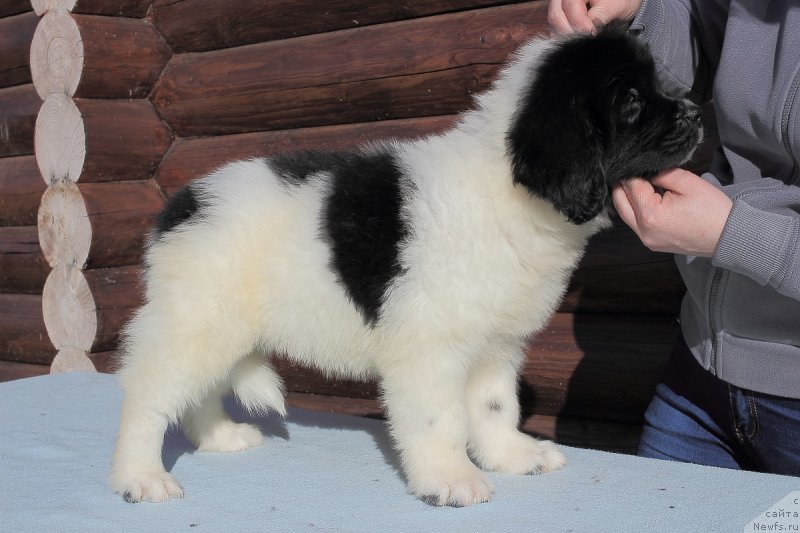 Фотография № 222552